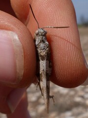 Oedipoda charpentieri