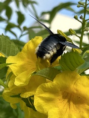 Xylocopa