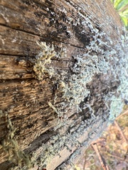 Cladonia leporina