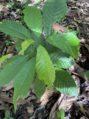 Theobroma cacao
