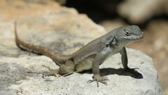 Sceloporus couchii