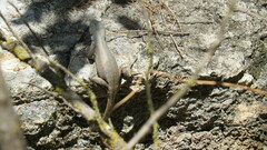 Sceloporus couchii
