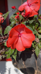 Impatiens hawkeri