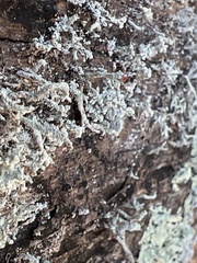 Cladonia leporina