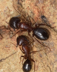 Camponotus barbaricus