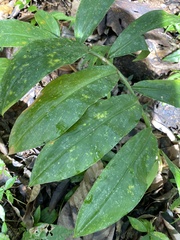 Hedychium gardnerianum
