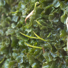 Anthoceros punctatus