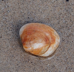 Venerupis largillierti