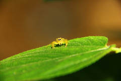 Salticidae