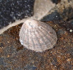 Cellana strigilis