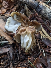 Helvella maculata