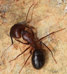 Camponotus barbaricus