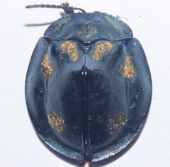 Stolas chalybaea