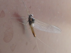Baetidae