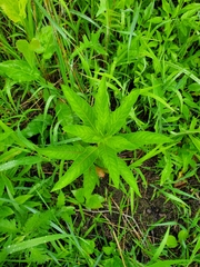 Filipendula rubra