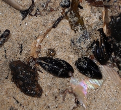 Xenostrobus neozelanicus