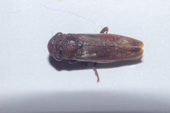 Cicadellidae