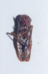 Cicadellidae