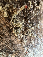 Cladonia leporina
