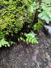 Polypodium macaronesicum image