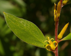 Persoonia stradbrokensis