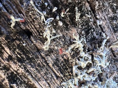 Cladonia leporina