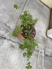 Stevia rebaudiana