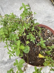 Stevia rebaudiana