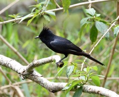 Knipolegus lophotes