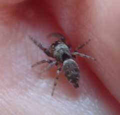 Macaroeris nidicolens