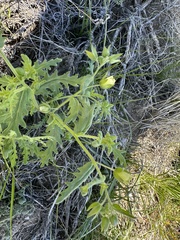 Emmenanthe penduliflora