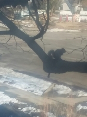 Sciurus carolinensis