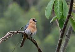 Schistochlamys ruficapillus