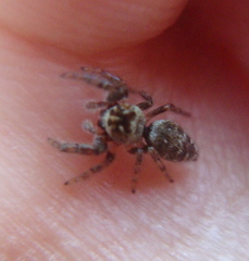 Macaroeris nidicolens