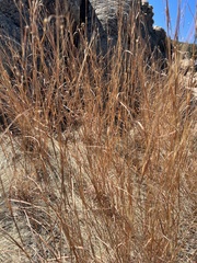 Schizachyrium scoparium