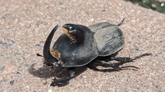Diloboderus abderus