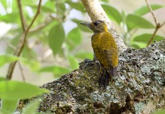 Dryobates passerinus