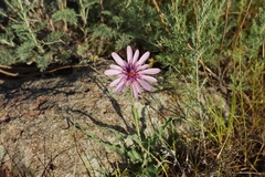 Tragopogon marginifolius
