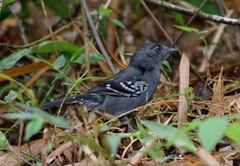 Thamnophilus caerulescens