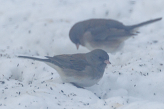 Junco hyemalis cismontanus