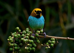 Tangara cyanoventris