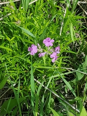 Phlox pilosa