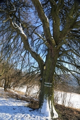Pyrus communis pyraster