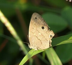 Hermeuptychia intricata
