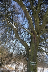 Pyrus communis pyraster