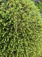 Antitrichia curtipendula