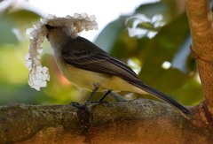 Myiarchus swainsoni