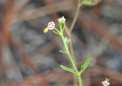 Euphorbia polyphylla