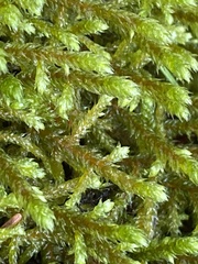 Antitrichia curtipendula