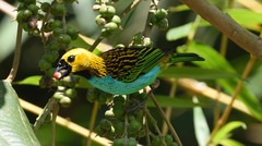 Tangara cyanoventris